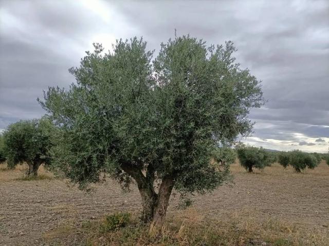 Terreno en venta en Villaminaya, Castilla-La Mancha