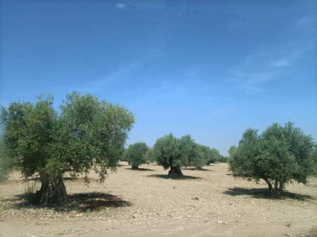 Terreno en venta en Villaminaya, Castilla-La Mancha
