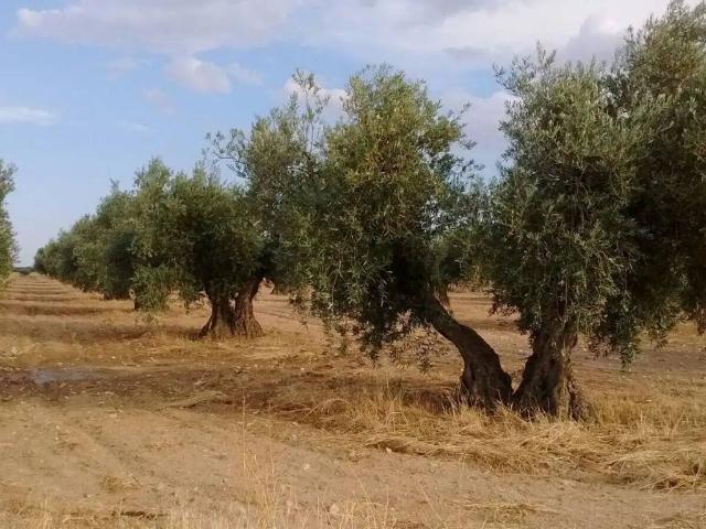 Terreno en venta en Villaminaya, Castilla-La Mancha