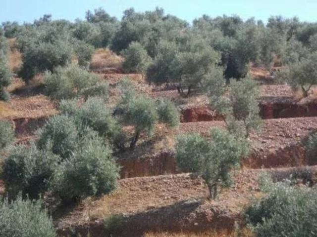 Terreno en venta en Villanueva De La Reina, Andalucía