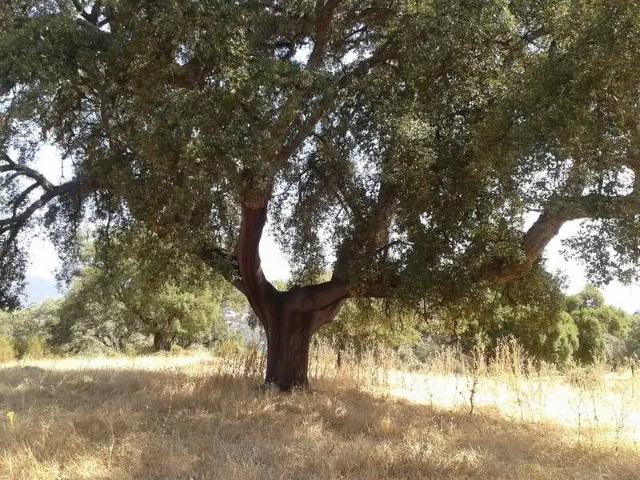 Terreno en venta en Villanueva De La Serena, Extremadura