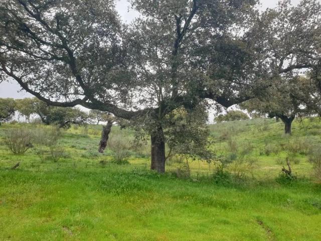 Terreno en venta en Villanueva De La Serena, Extremadura