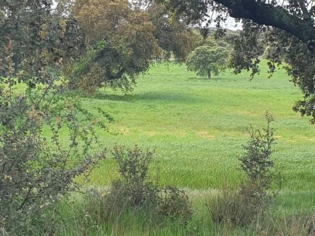 Terreno en venta en Villanueva De La Serena, Extremadura