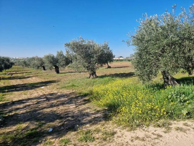 Terreno en venta en Villanueva De La Serena, Extremadura