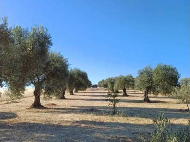 Terreno en venta en Villanueva De La Serena, Extremadura