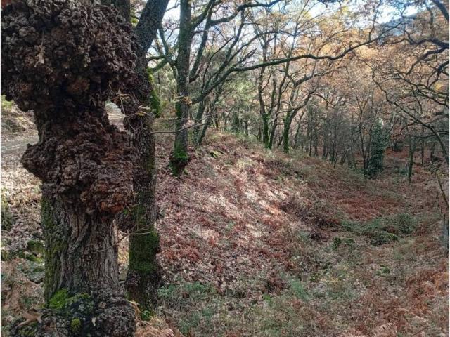Terreno en venta en Villanueva De La Vera, Extremadura