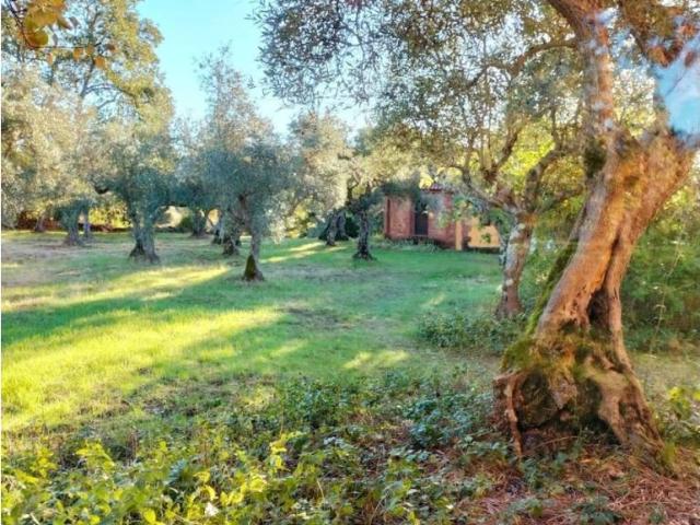 Terreno en venta en Villanueva De La Vera, Extremadura