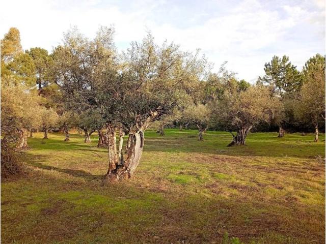 Terreno en venta en Villanueva De La Vera, Extremadura