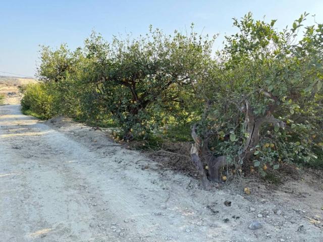 Terreno en venta en Valle de Ricote, Murcia