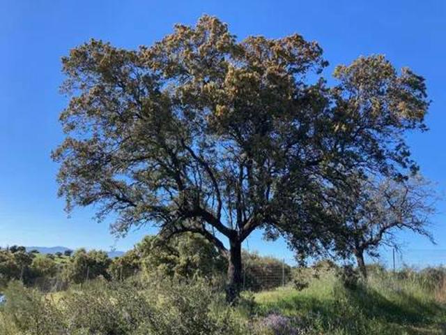 Terreno en venta en El Bosque, Villaviciosa De Odón
