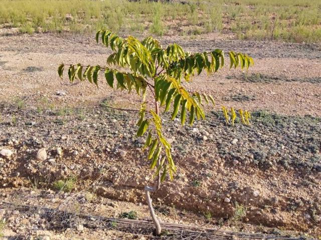 Terreno en venta en Villena, Alacant / Alicante