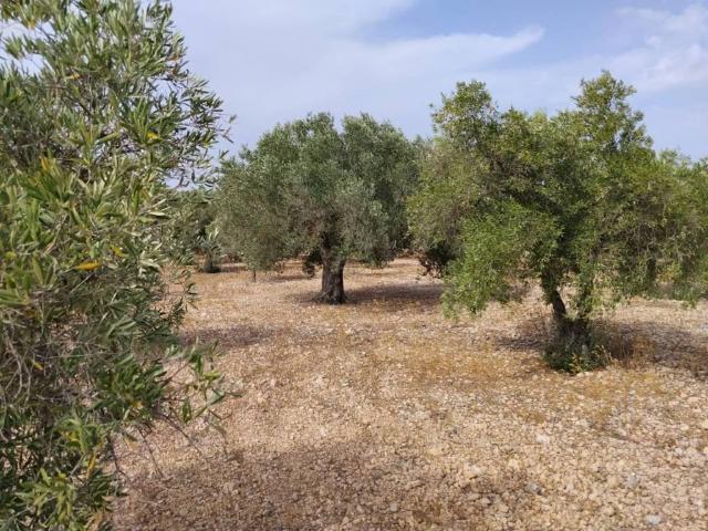 Terreno en venta en l'Alt Vinalopó / El Alto Vinalopó, Valencia