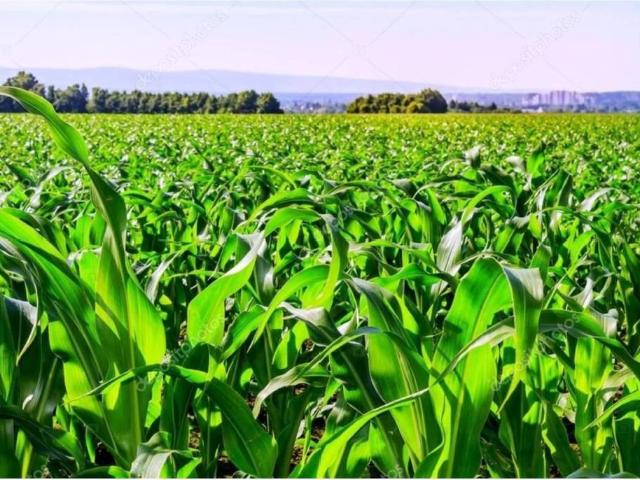 Terreno en venta en Villoria, Castilla y León