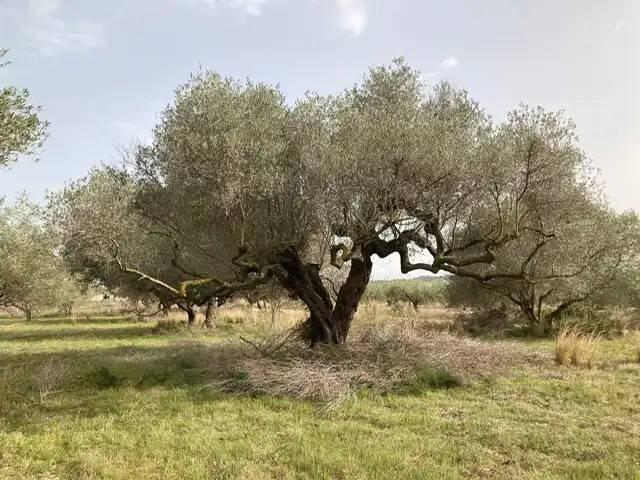 Terreno en venta en el Baix Maestrat, Valencia