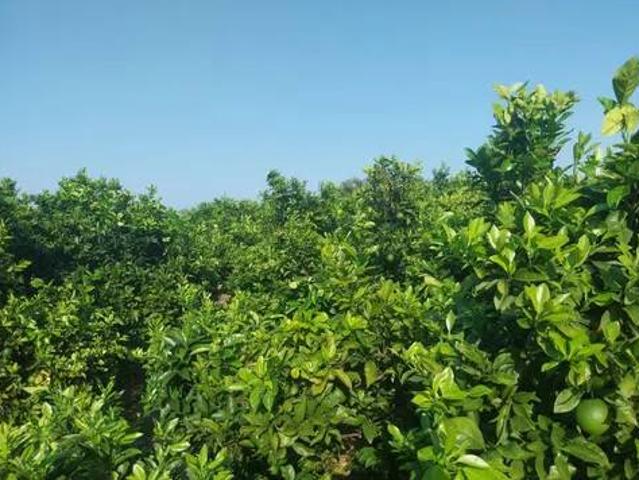 Terreno en venta en la Safor, Valencia