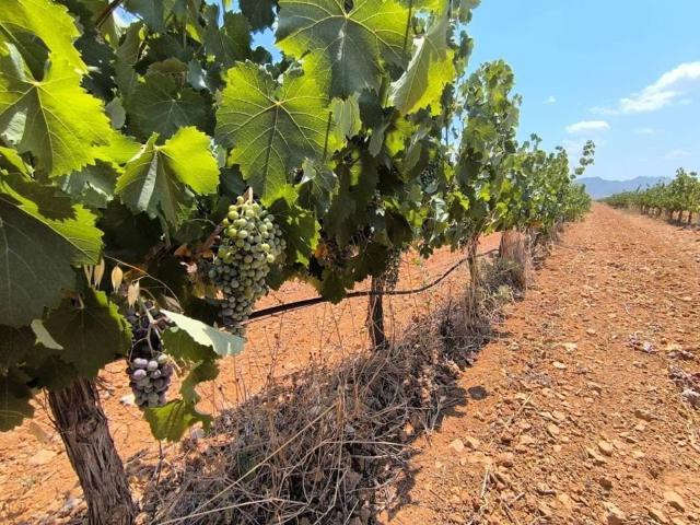 Terreno en venta en Altiplano, Murcia