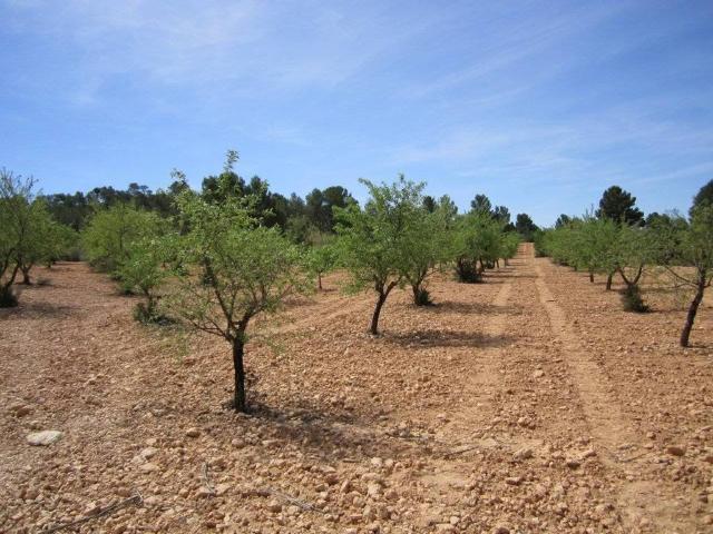 Terreno en venta en Altiplano, Murcia
