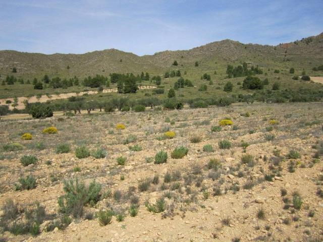Terreno en venta en Altiplano, Murcia