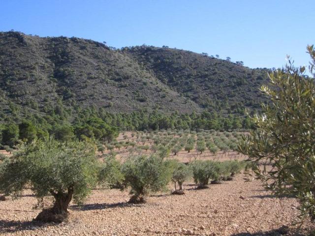 Terreno en venta en Altiplano, Murcia