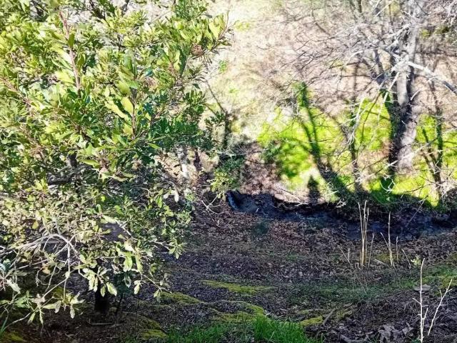 Terreno en venta en Sierra de las Nieves, Andalucía