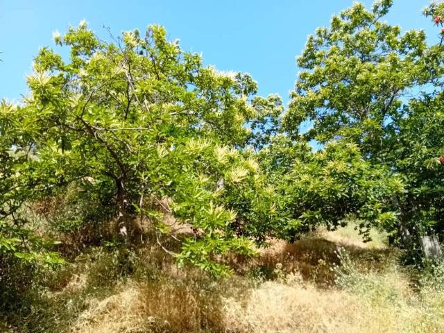 Terreno en venta en Sierra de las Nieves, Andalucía