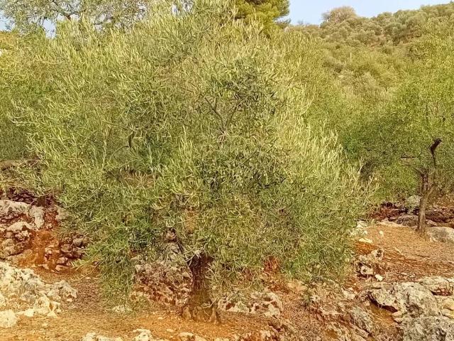 Terreno en venta en Sierra de las Nieves, Andalucía