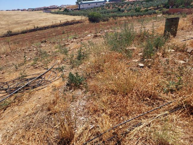 Terreno en venta en Zafra - Río Bodión, Extremadura