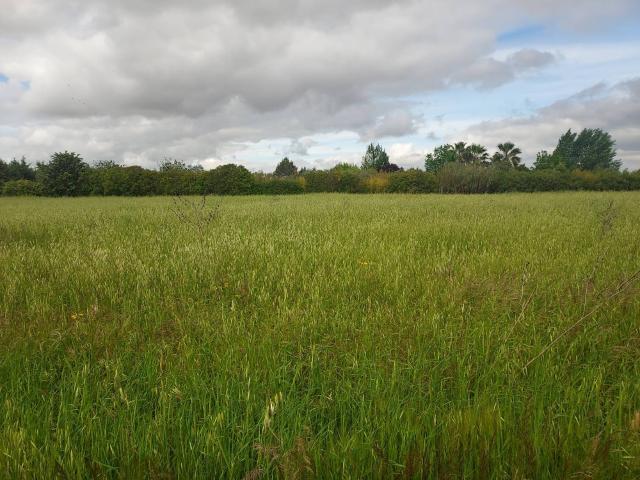 Terreno en venta en Zafra - Río Bodión, Extremadura