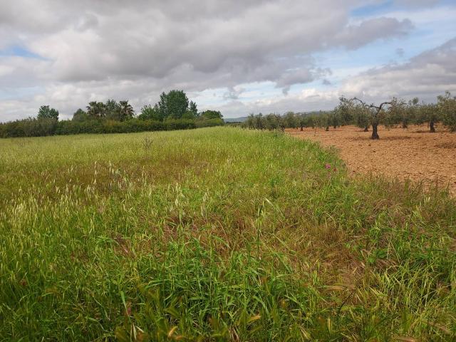 Terreno en venta en Zafra - Río Bodión, Extremadura
