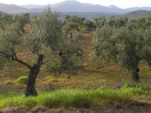 Terreno en venta en Zafra - Río Bodión, Extremadura