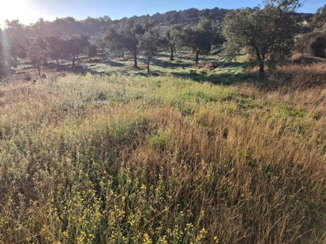 Terreno en venta en Zalamea De La Serena, Extremadura