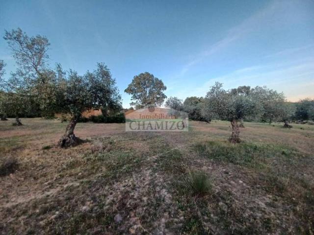 Terreno en venta en Zalamea De La Serena, Extremadura