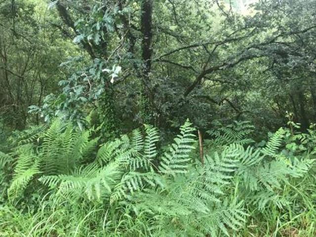 Terreno en venta en Zas, A Coruña