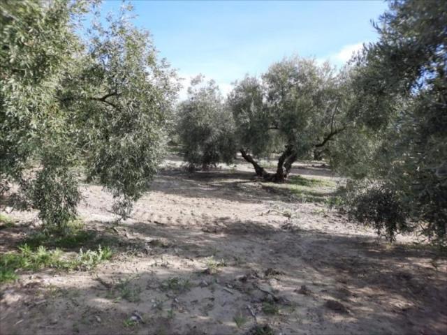 Terreno en venta en Encinas Reales, Andalucía