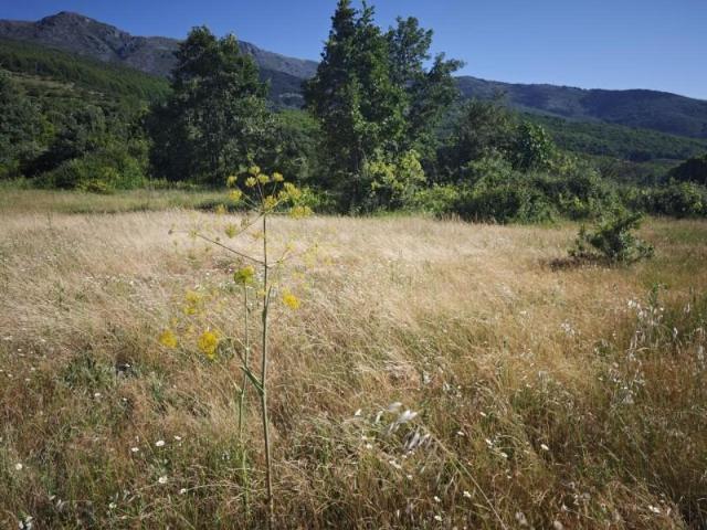 Terreno en venta en Hervás, Extremadura