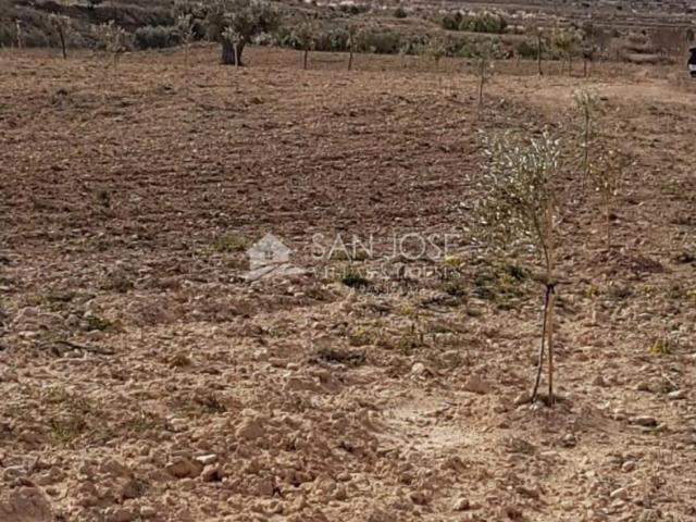 Terreno en venta en la Canalosa, el Vinalopó Mitjà / El Vinalopó Medio