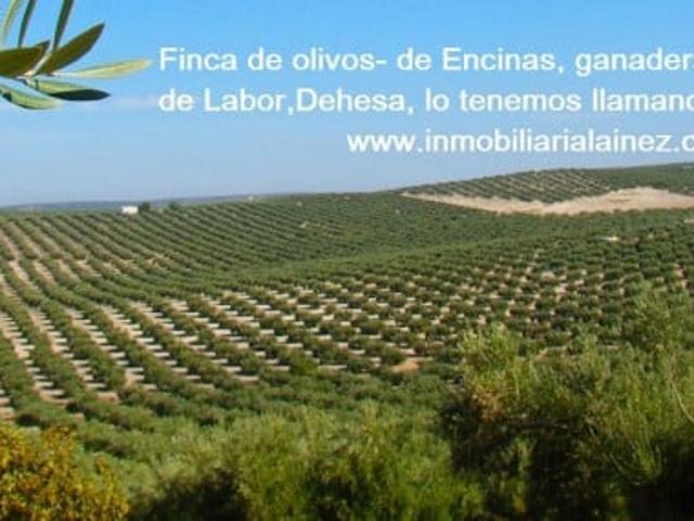 Terreno en venta en La Granjuela, Andalucía