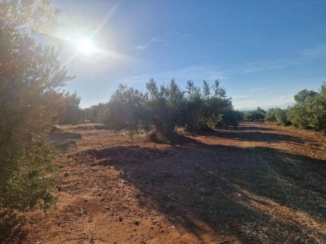 Terreno en venta en Linares, Andalucía