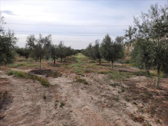 Terreno en venta en Los Santos, Lucena