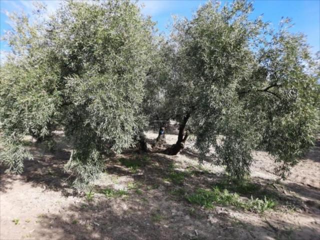 Terreno en venta en Los Santos, Lucena