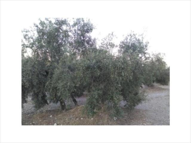 Terreno en venta en Cristo Marroquí, Lucena
