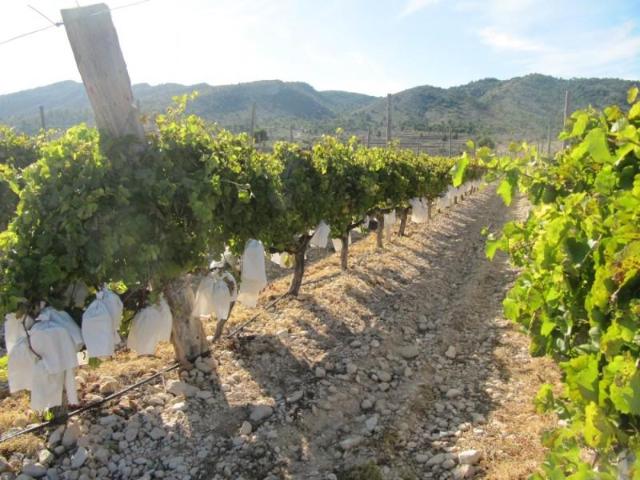 Terreno en venta en el Manyar, el Vinalopó Mitjà / El Vinalopó Medio