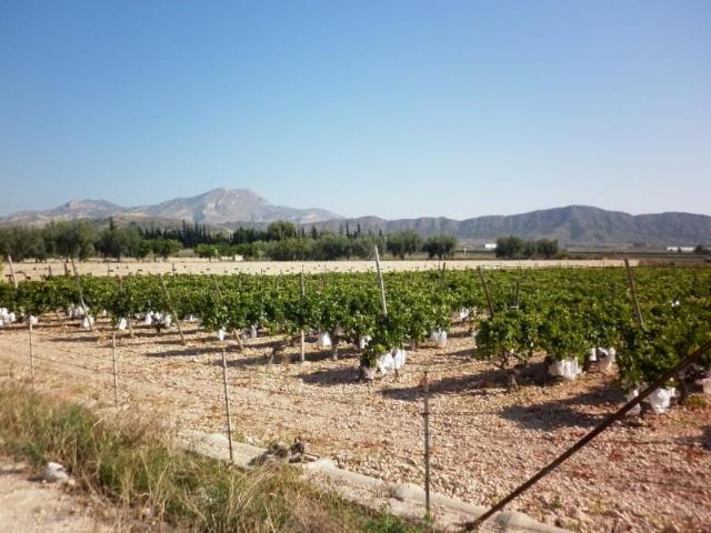 Terreno en venta en Villafranquesa, l'Alacantí