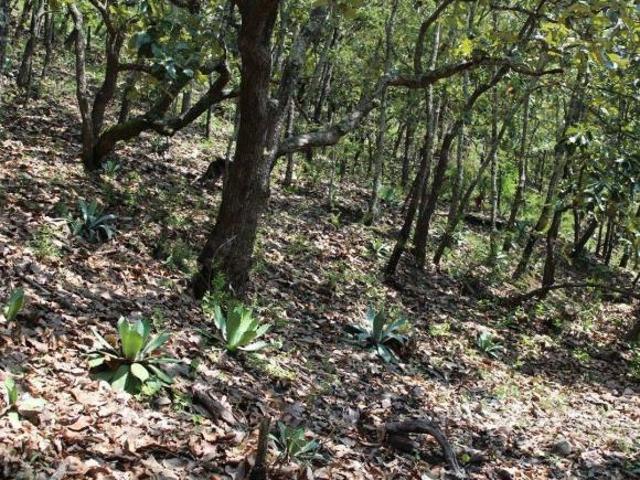 Terreno en venta en Guachinango, Jalisco