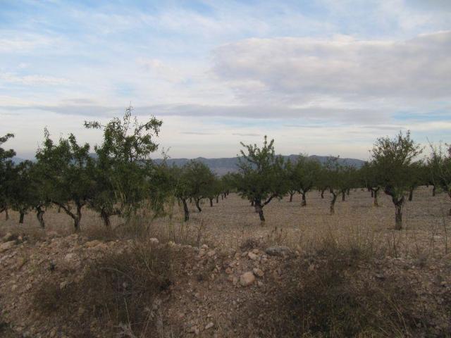 Terreno en venta en Cecilia Bartolomé (Mujeres Libres), l'Alt Vinalopó / El Alto Vinalopó