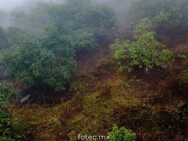 Terreno en Venta 11Ha, San Andrés Calnali, Hidalgo