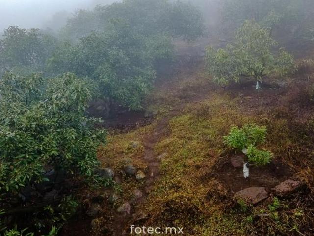 Terreno en Venta 11Ha, San Andrés Calnali, Hidalgo