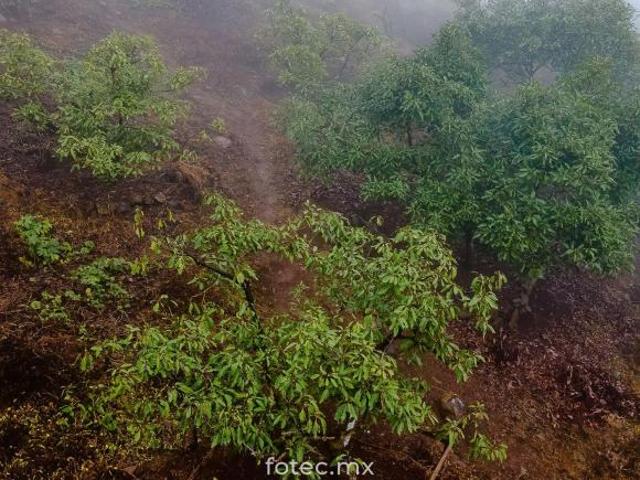 Terreno en Venta 11Ha, San Andrés Calnali, Hidalgo