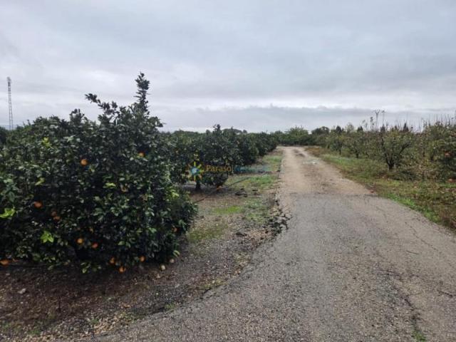 Terreno en venta en la Ribera Alta, Valencia