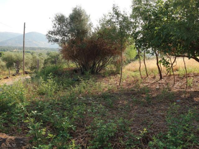Terreno en venta en Tejeda De Tiétar, Extremadura